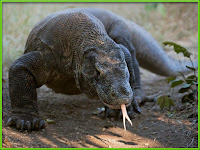 komodo dragon pictures