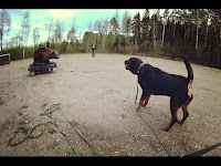 Rottweiler bear