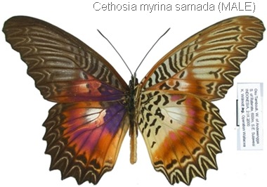 Cethosia myrina sarnada Fruhstorfer, 1912 (male)