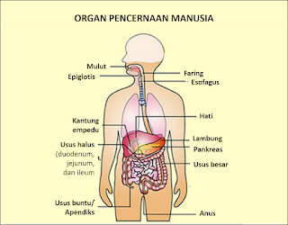 Bagaimana Tubuh Kita Mencerna Makanan?