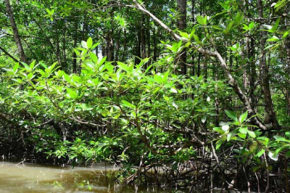 5 Manfaat Hutan Mangrove