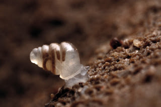 Transparent Snail