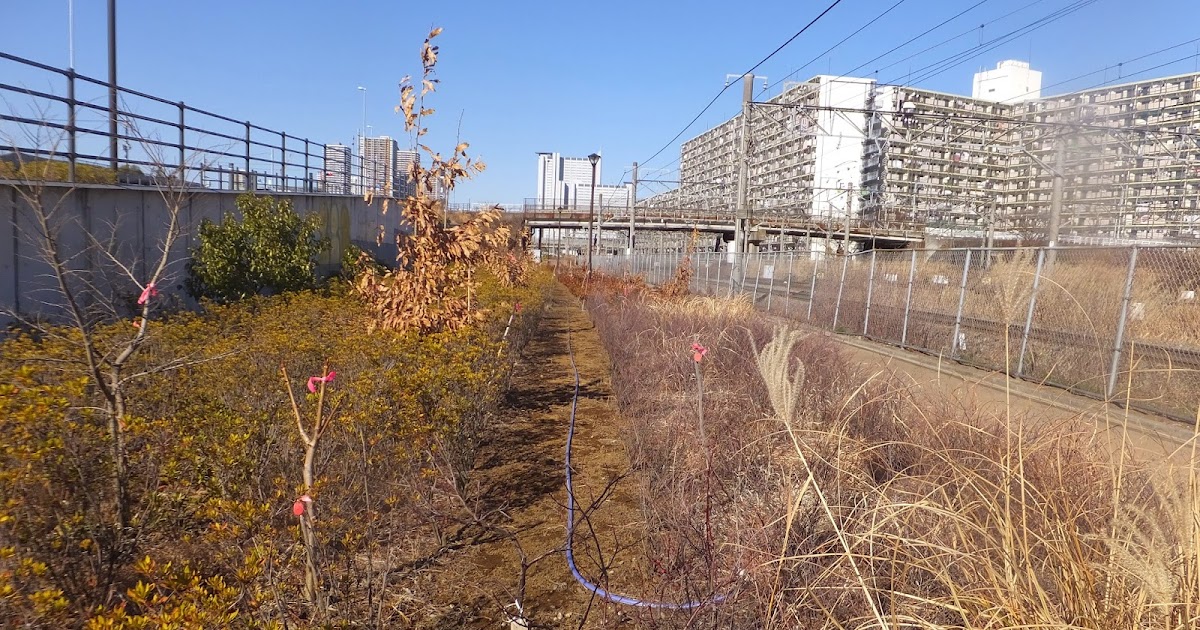 新川崎ふれあい公園 体験の森づくり 通信 冬の樹木観察も楽しい