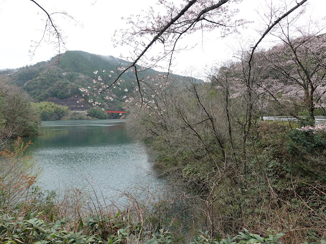 緑水湖　ソメイヨシノ桜