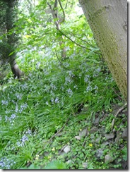 bluebells again