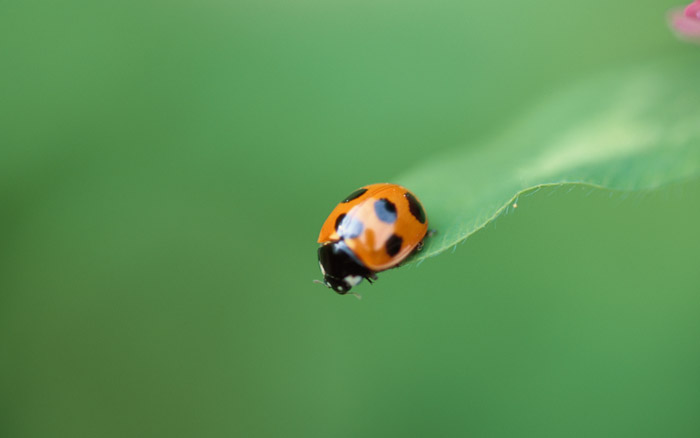 Pictures Of Ladybug - Free Ladybug pictures 