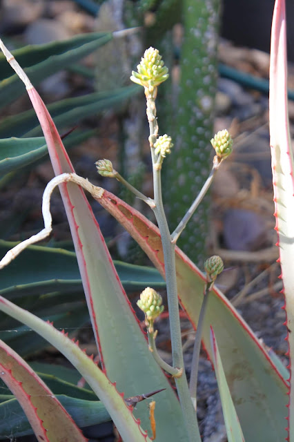 Aloe elegans with inflorescence