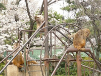 お猿さんもお花見かな・・・