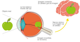 Percepsión de la luz