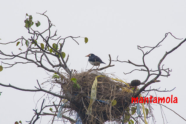 Asian pied starling