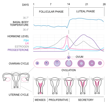 ciclo-menstrual-embarazo