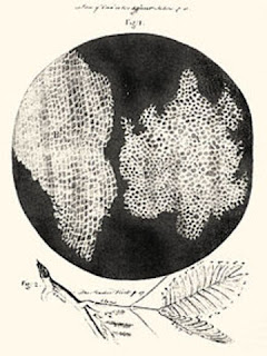 Vesículas