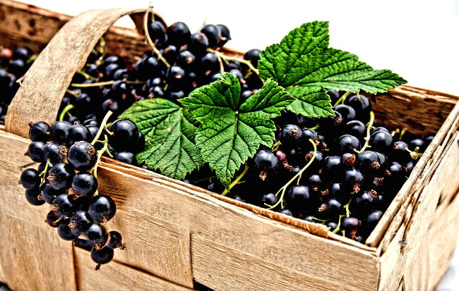 Ribes nero (Ribes nigrum)