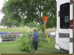 2011-6-17 victoria park tree cutting (1)