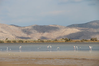 Bird Watching Kos