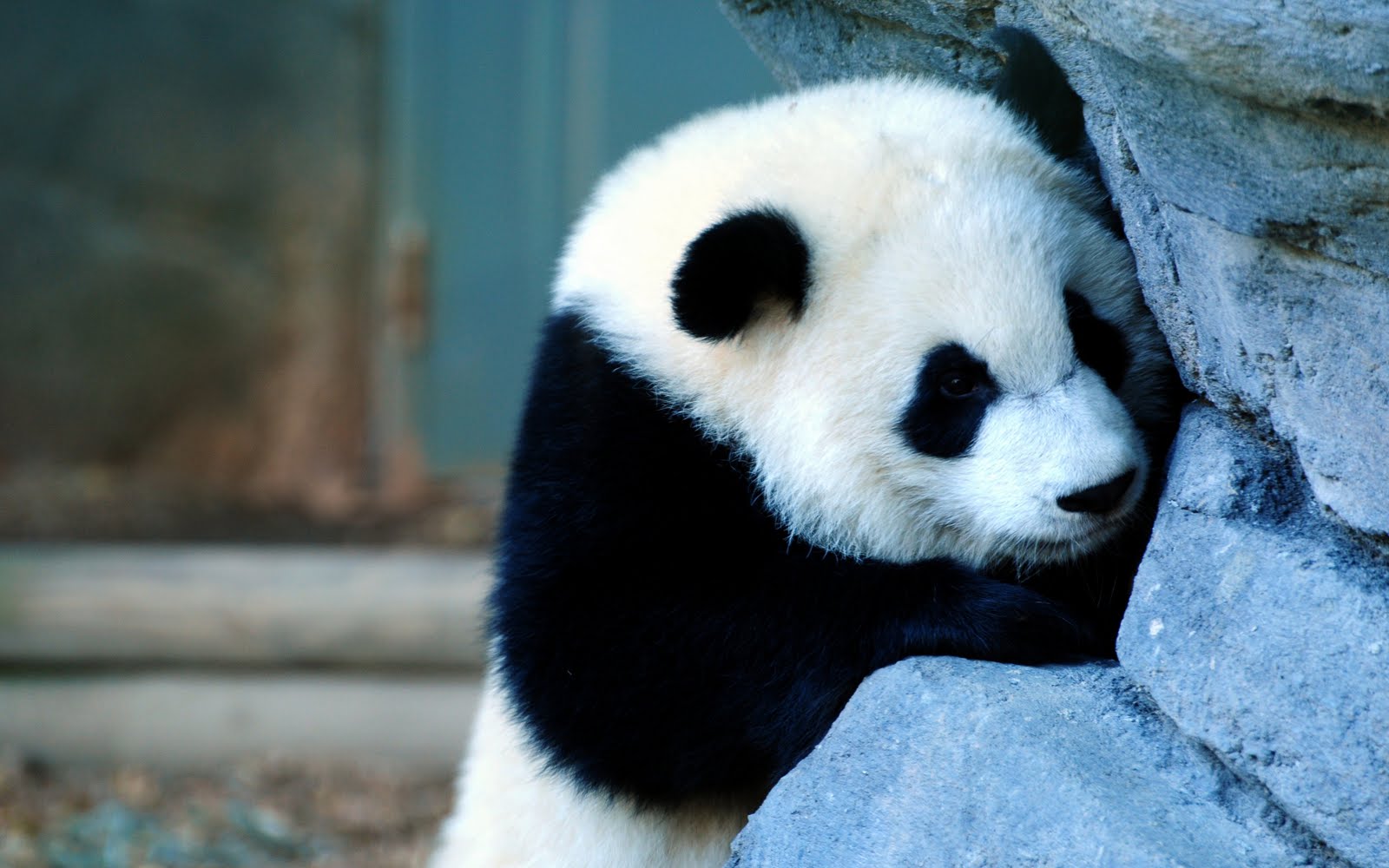 Baby Panda 3d wallpaper 3d wallpapers 