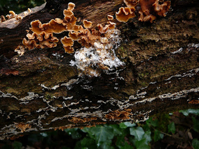 white-orange-fungus-on-wood-tree-uk