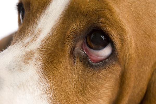 Dog Eye Allergies2