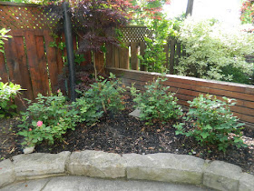 New Back garden perennial bed in Wychwood before by Paul Jung Gardening Services--a Toronto Gardening Company