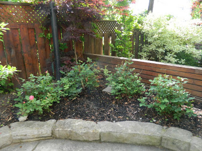 New Back garden perennial bed in Wychwood before by Paul Jung Gardening Services--a Toronto Gardening Company