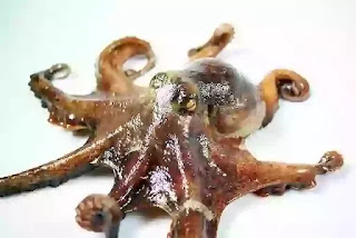 Octopus