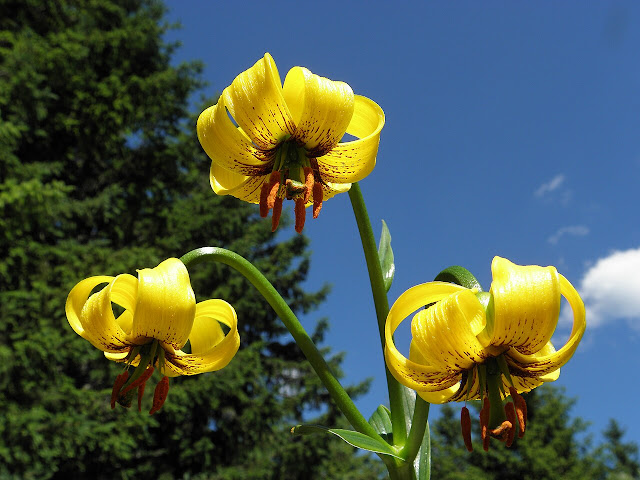 Лилия боснийская (Lilium bosniacum)