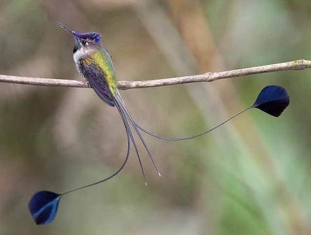 Eles se destacas por ter a cauda com apenas quatro penas. E, no macho, as penas das extremidades são bastante alongadas e terminam em um disco azul . 