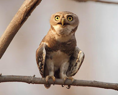 Anak burung hantu hutan Gambar