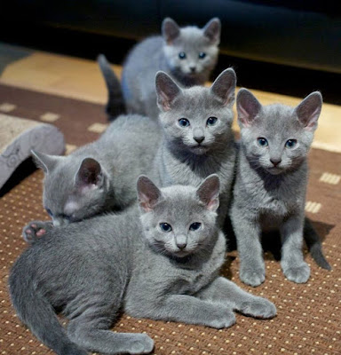 russian blue kittens in kuwait,cats and kittens in kuwait,russian blue kittens for adoption in kuwait, russian blue breeders,