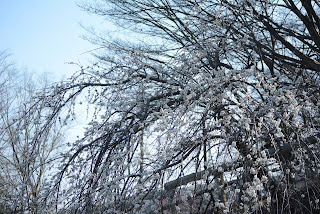 茨城県フラワーパーク河津桜