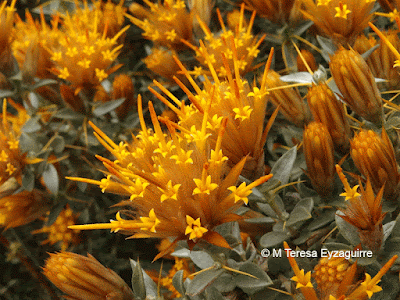 Yerba blanca (Chuquiraga oppositifolia)