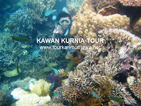 foto terumbu karang karimunjawa