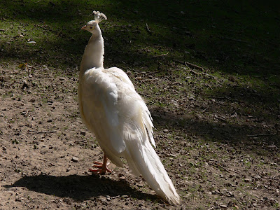 New White Peacock wallpaper allfreshwallpaper