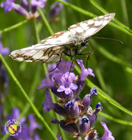 Demi-Deuil (Melanargia galathea)