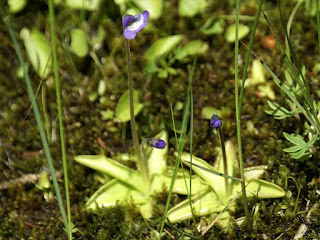 Grassette commune - Grassette vulgaire - Langue-d'oie - Pinguicula vulgaris