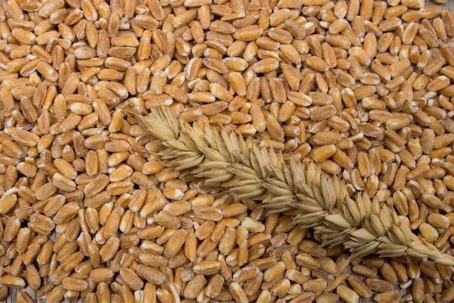 Spelt.