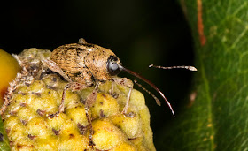 Acorn Weevil (probably), Curculio glandium.  Curculionidae.  West Wickham Common, 23 September 2015