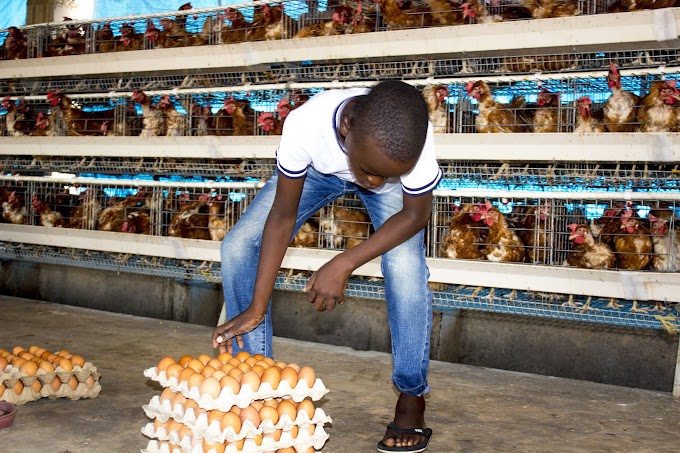 KOUDIJS Yaendelea Kuwanoa Wafugaji Wa Kuku wa Mayai Kanda ya Ziwa - BURE KABISA !?