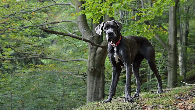 Great Dane