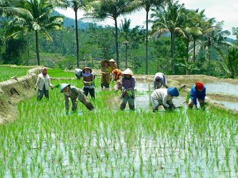 Gambar Sistem Kangcu Ladang Lada Hitam - Berikut adalah update terkini harga lada hitam dan putih terbaru.