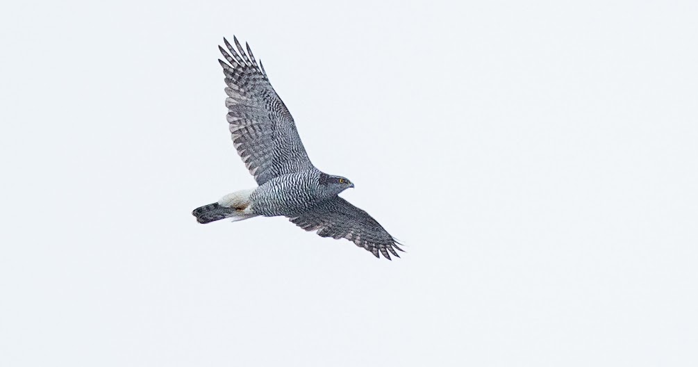 Northern Goshawk flight identification and ageing in the UK