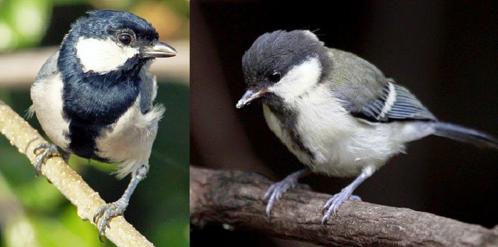  Burung Gelatik Batu 