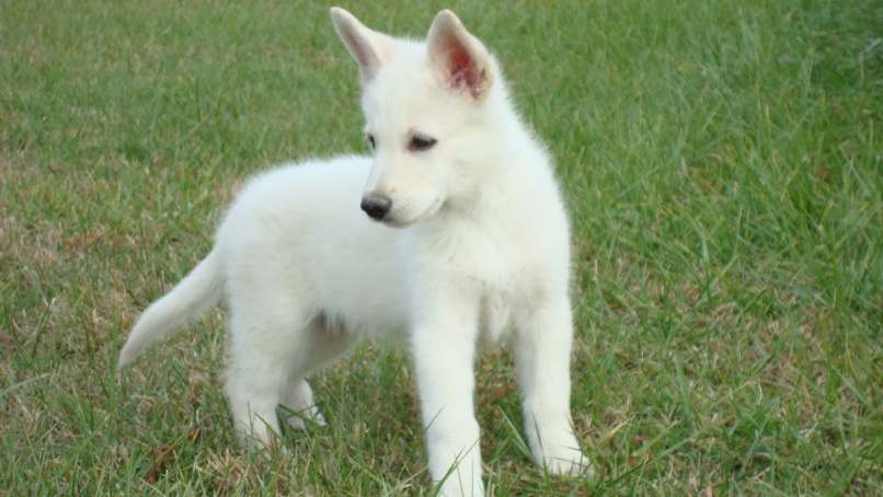 Weeks old german shephard