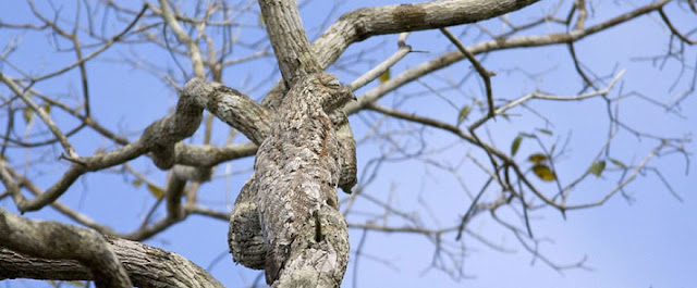 Urutau-grande ou mãe-da-lua-gigante - Nyctibius grandis