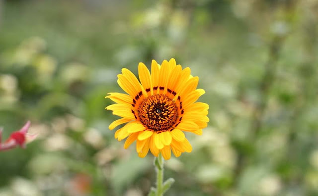 Cape Daisy Flowers Pictures