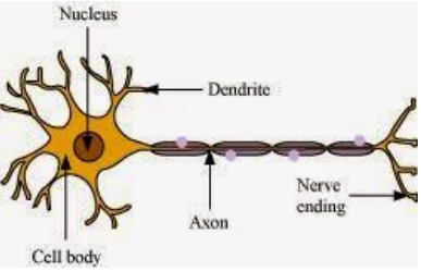 Control and Coordination