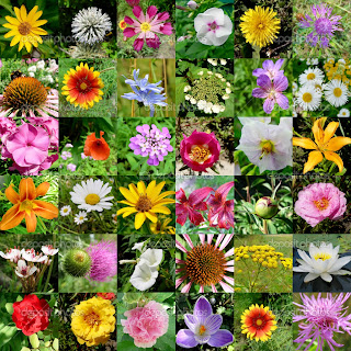Collection-Of-Flower