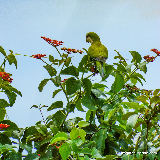 Maritaca, ave do Pantanal