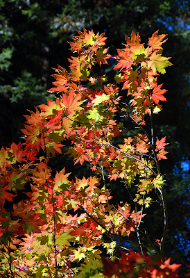 Red and Green Maple Leaves Highlighted in Dark Forest