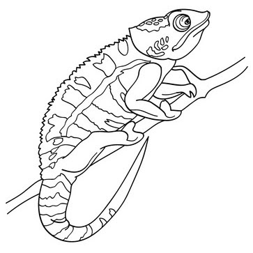 Download Chameleon Coloring Pages To Printable
